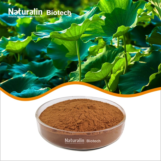 Lotus Leaf Extract Powder